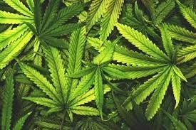 What Marijuana (Cannabis) Can Do for Your Health and Wellness