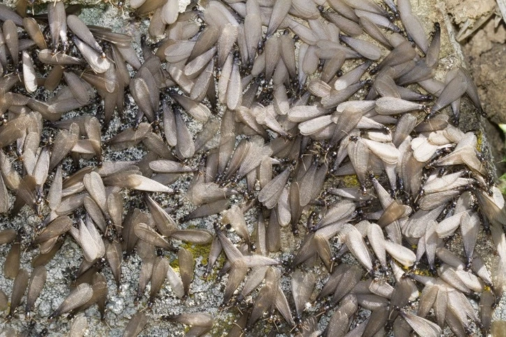 Reliable Termite Pest Control Houston TX – Free Inspection Today!