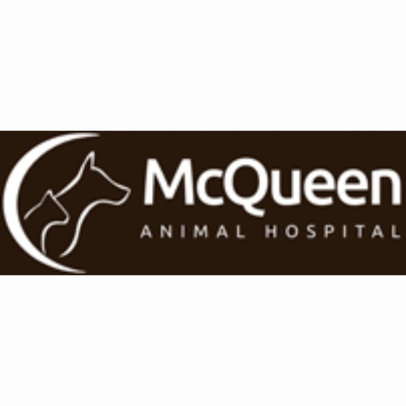 Why is an animal microchip implant brampton essential for pet safety?