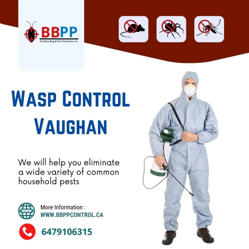 Types of Wasps That May Be Occupying Your Vaughan Home