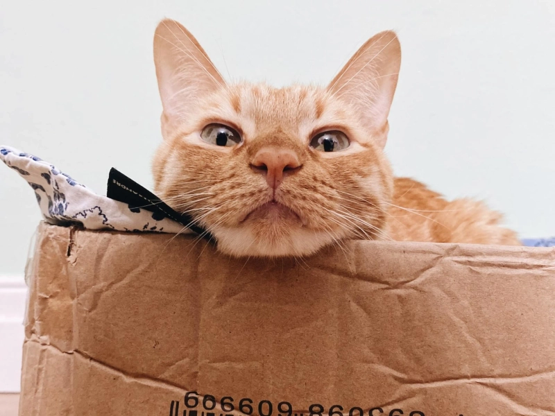 Preparing Your Pet for a Move: Important Steps to Take