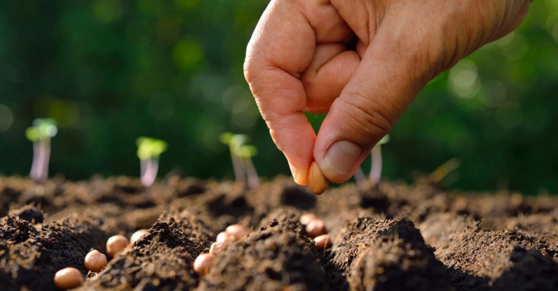 Quality Of Seeds Is The First Step To Successful Crops