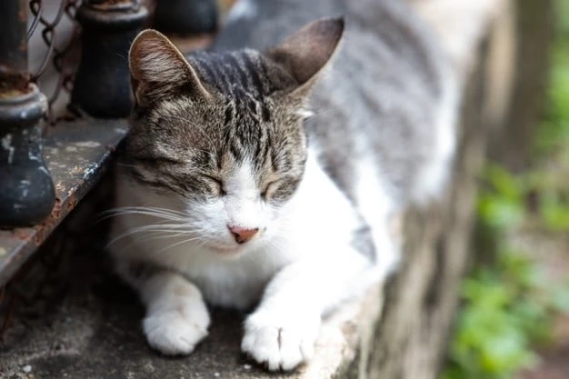 5 Reasons Why Cats are Easier to Care For Than Dogs