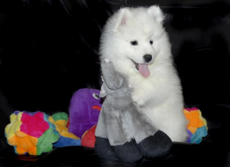 Are Samoyed Mix Pups Good With Your Kids and Other Pets?