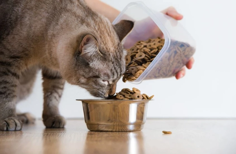 Unveiling the Purr-fection: Authority Cat Food