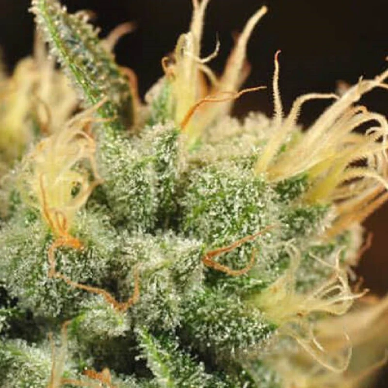 Get Rid of Various Ailments and Improve Your Health by Chewing Bulk Hemp Chocolate