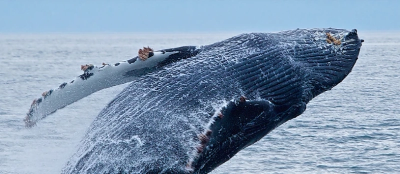 A Wildlife Lover’s Paradise For Whale And Bear Watching