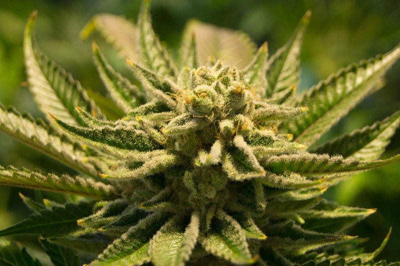 Some Common Known Facts About the Weeds