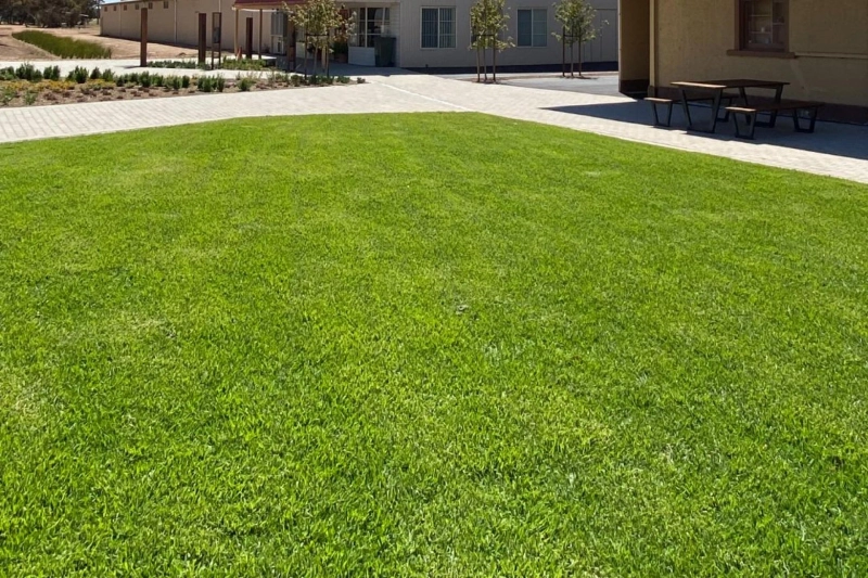 A Complete Guide to Lawn Types in Adelaide: Choosing the Perfect Grass for Your Yard