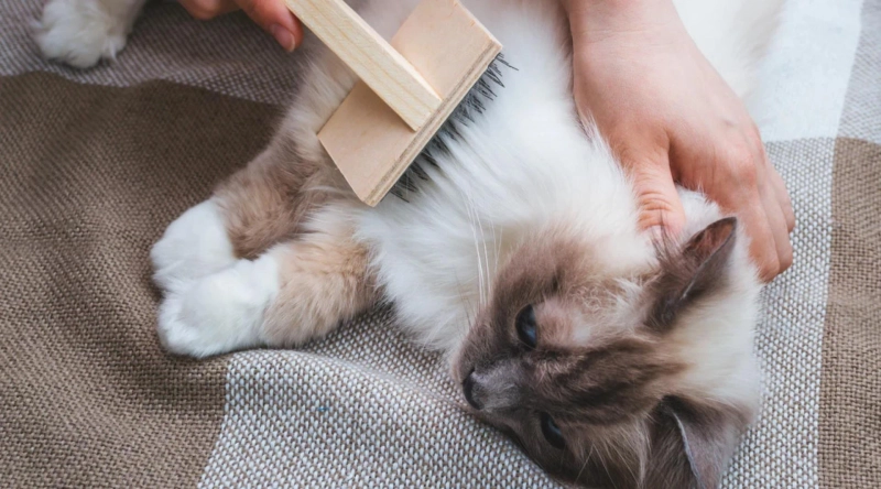 What are the challenges faced by pet stores today?