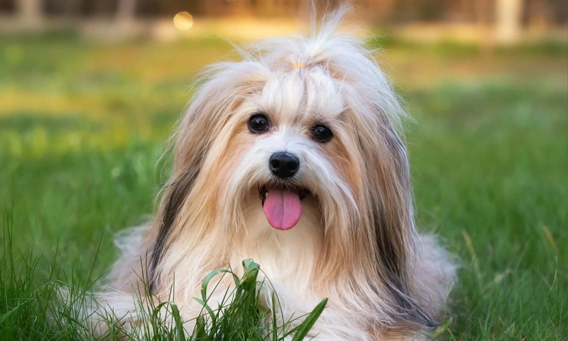 All You Need To Know About Havanese Dogs: Physical Characteristics, Personality Traits And More!