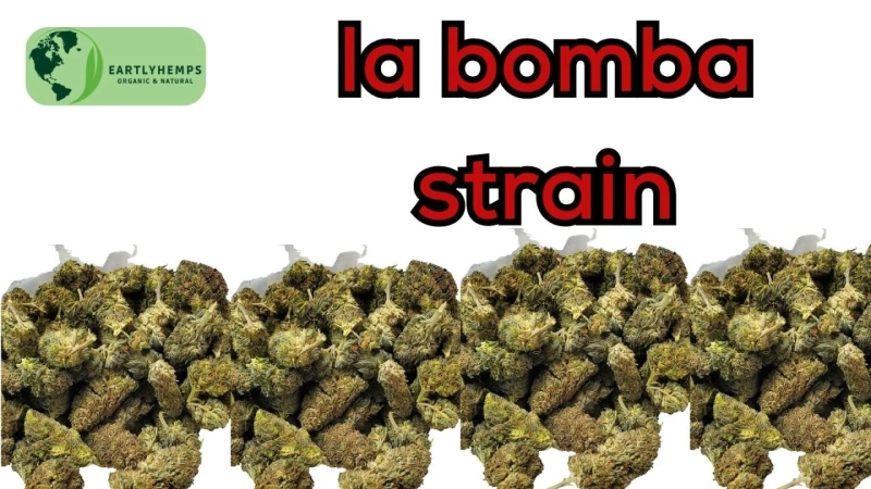 La Bomba Strain: An Explosive Experience in the World of Cannabis