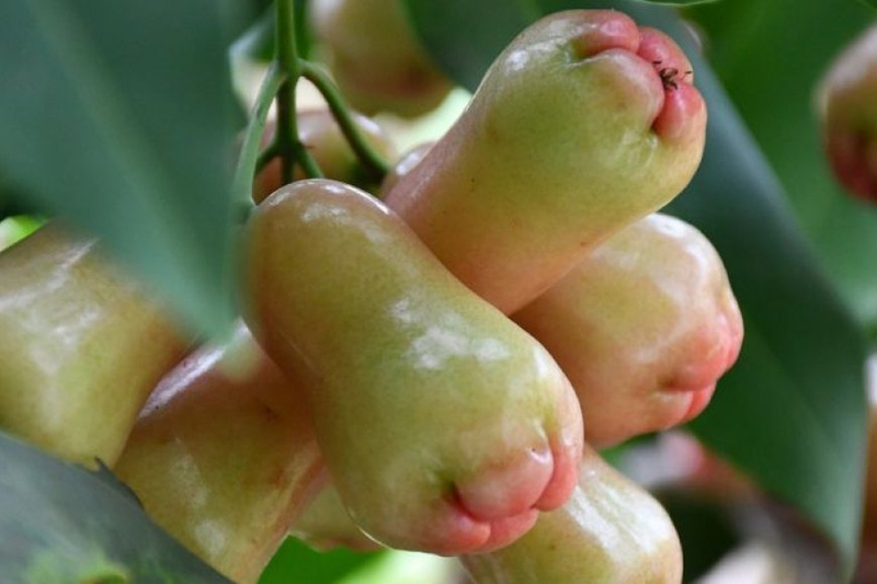 Water Apple: All You Need To Know