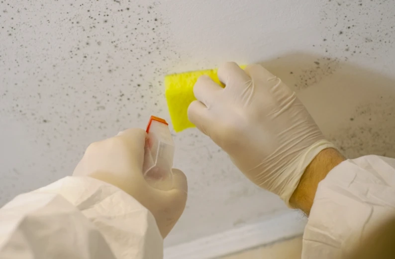 Combatting Crawl Space Mold: The Importance Of Mold Remediation