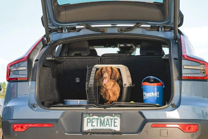 The Best Kinds of Toys for Dachshunds 