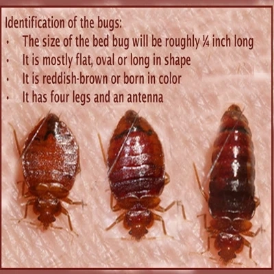 Pest Control Services in Thane- Sadguru Pest Control