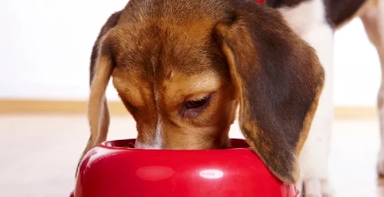 Why Would Dog Owners Like Feeding Their Pets On A Schedule?