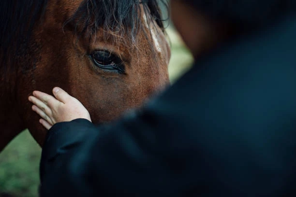 The Benefits of Horse Therapy in Arizona