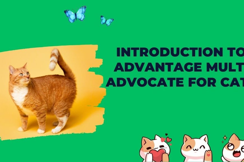 Advantage Multi Advocate for Cats: Protecting Your Feline Friend