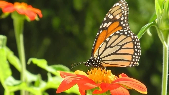 The Battle Against Pests: Winning the War