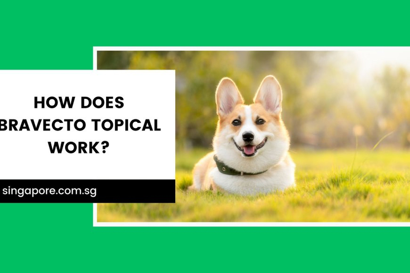How Does Bravecto Topical Work?