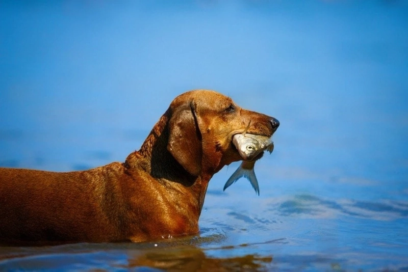 Three Things to Do When Your Dog's Breath Smells Like Fish