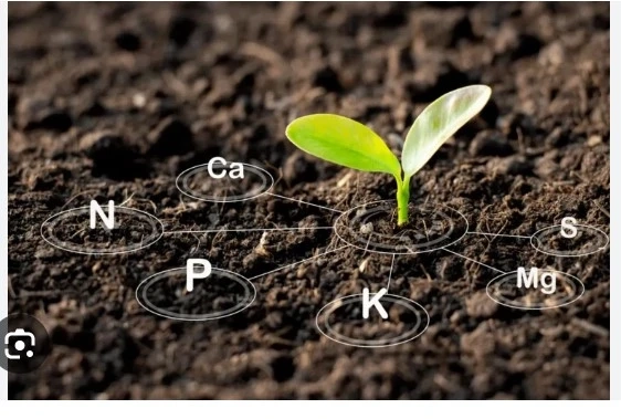 Enhancing Soil Health with Natural Nutrient Sources