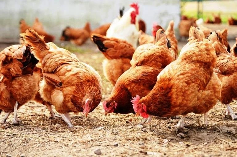 Why is it important to get update about Broiler Rates?