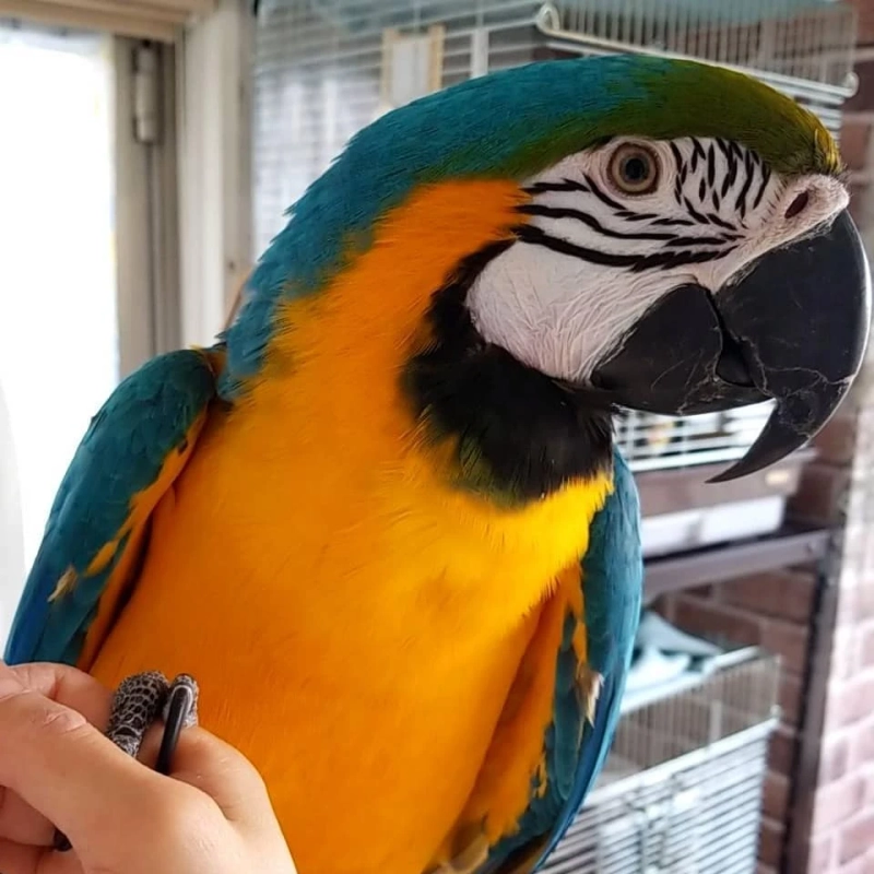 The Various kinds of Parrots