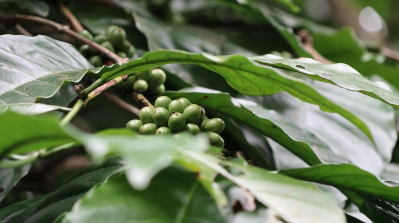 Green Coffee Outlook 2024-2033: Comprehensive Overview and Forecast