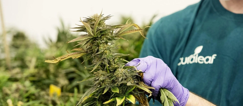 Flower or Consumables: Which Is the Cannabis Product for You?