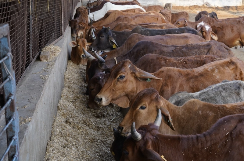 The Scientific, Social, and Health Benefits of Desi Cow