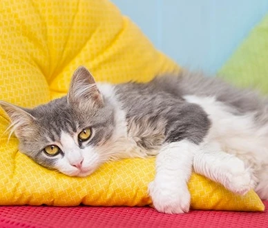 Appetite Loss In Cats