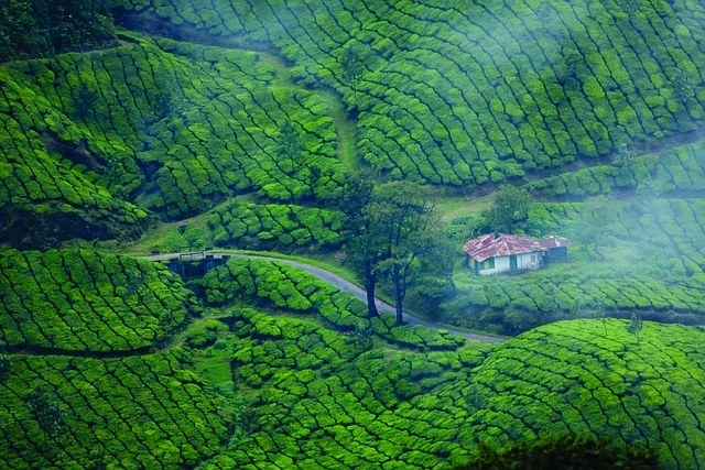 Visit a Best Munnar Tour Packages