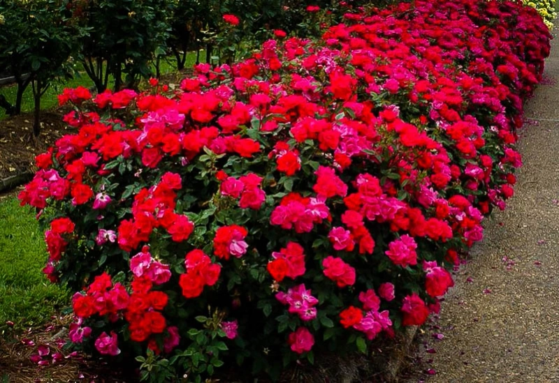 Why Gardening Is More Than Merely A Hobby