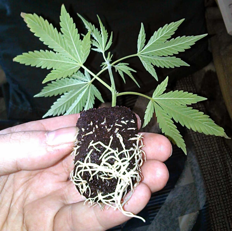 Purple Punch Clones  treessixty