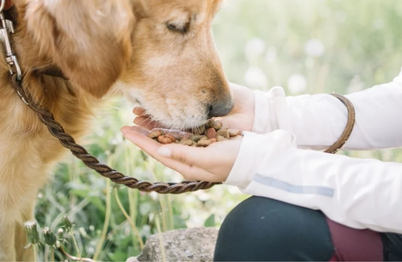 Elevate Your Dog's Diet with Earthborn Natural Dog Food