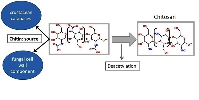The Long-Chain Polymers Of Chitin Contain N-Acetylglucosamine, Which Is An Amide Derivative Of Glucose