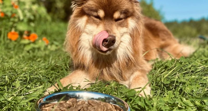 Choosing the Best Dog Food: A Complete Guide to Your Pet’s Health and Happiness
