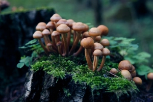 What Are the Benefits of Buying Psychedelics Online in Canada?