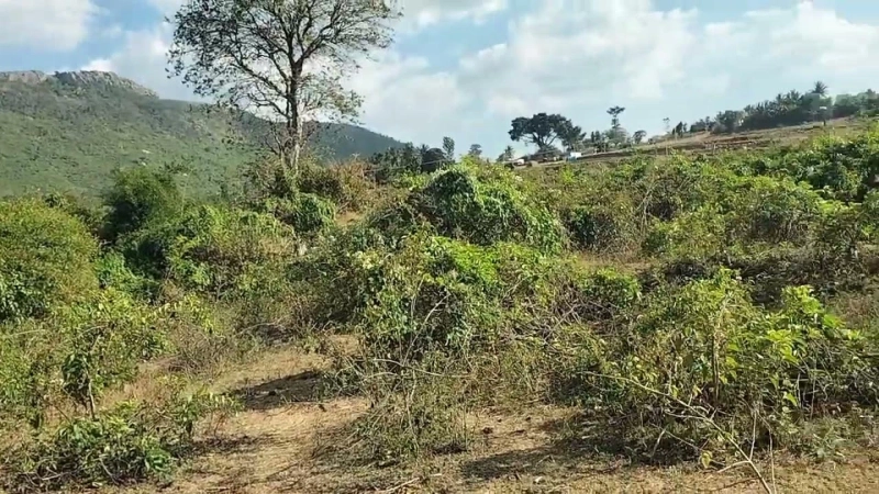 Land & Plots for Sale in Faisalabad