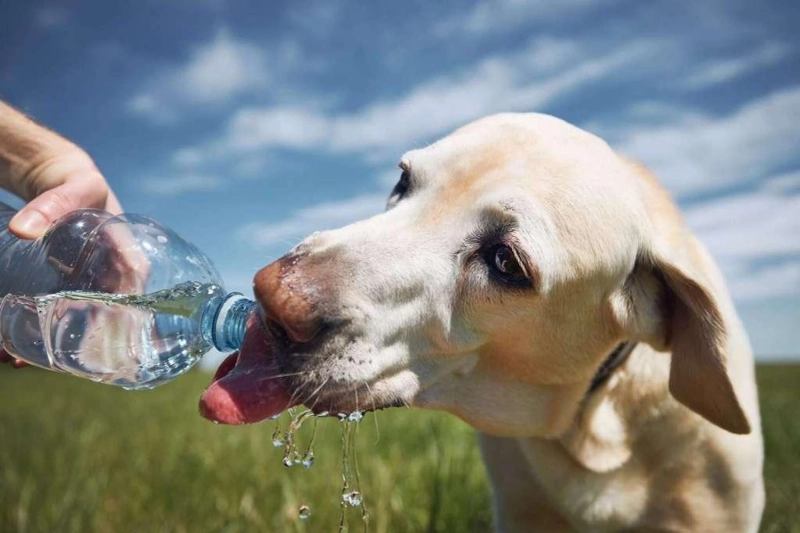 The Importance of Hydration for Dogs