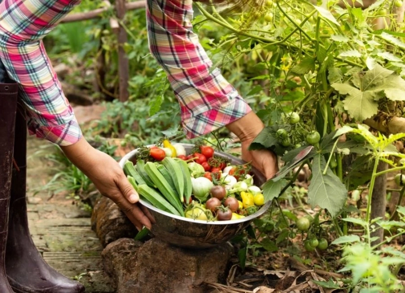 Verimli Toprakların Anahtarı: Doğru Fidan ve Danışmanlık