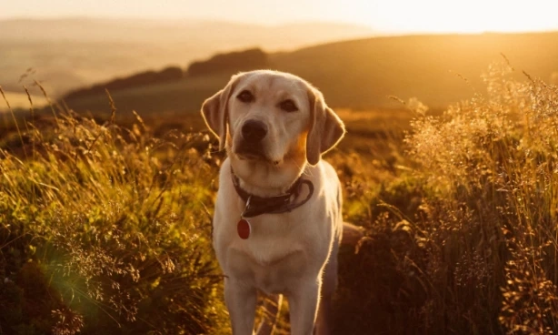 Dog Behavior Modification in Fort Worth for Lasting Behaviour Change