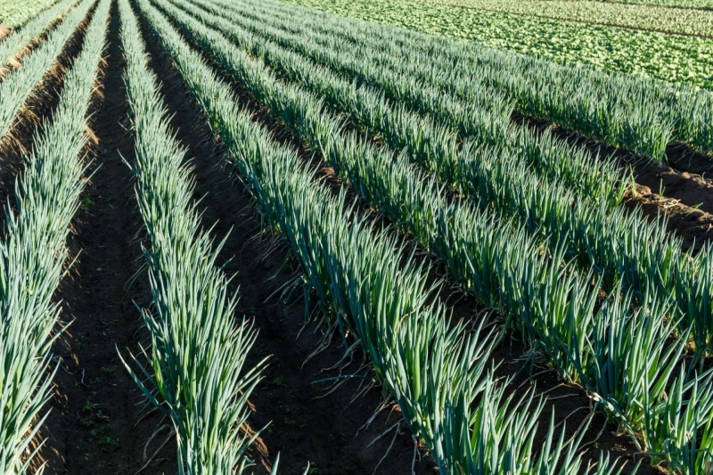 How Nano Fertilizer Solves Nutrient Deficiency Problems in Crops