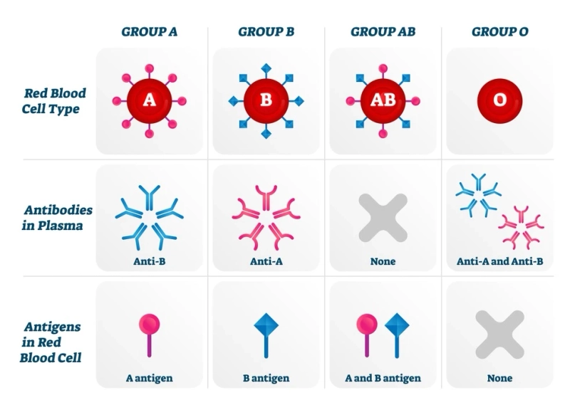 Exploring the Blood Group Typing Market: Insights and Projections