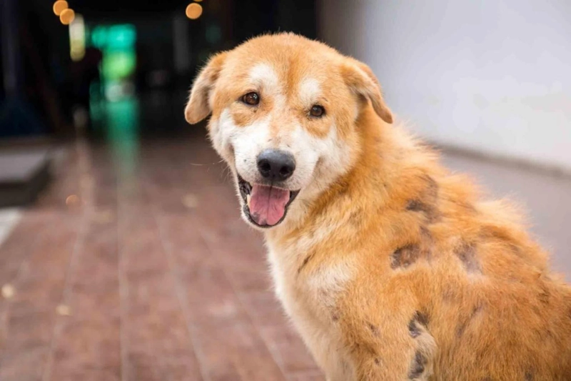 Does Your Pet Have A Skin Problem?