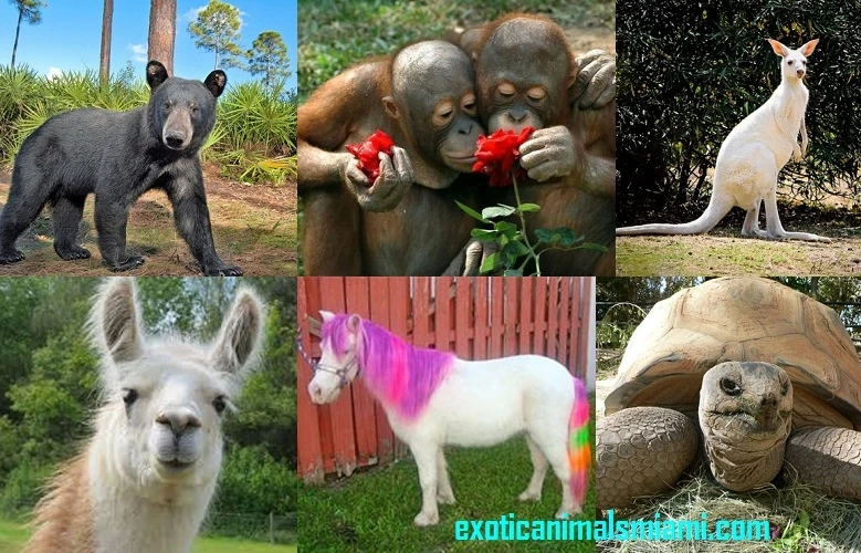 Rent Affordable Exotic Animals Miami for Public Encounters