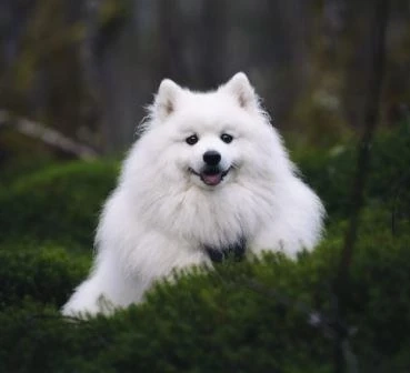 Japanese Spitz Dogs Around Children And Other Pets