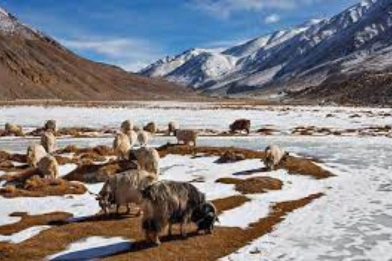 Hemis National Park - Ladakh, India